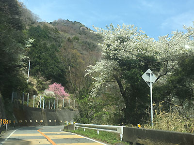 桜